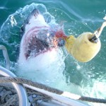 In Search of JAWS – Shark Cage Diving South Africa