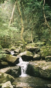 Waterfall in the woods of Hogsback, South Africa